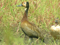 White-faced Whistling Duck